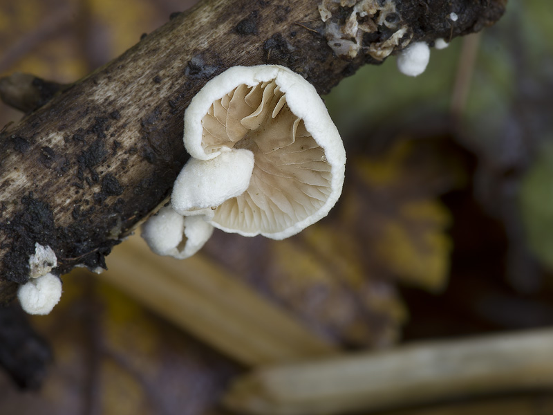 Crepidotus variabilis